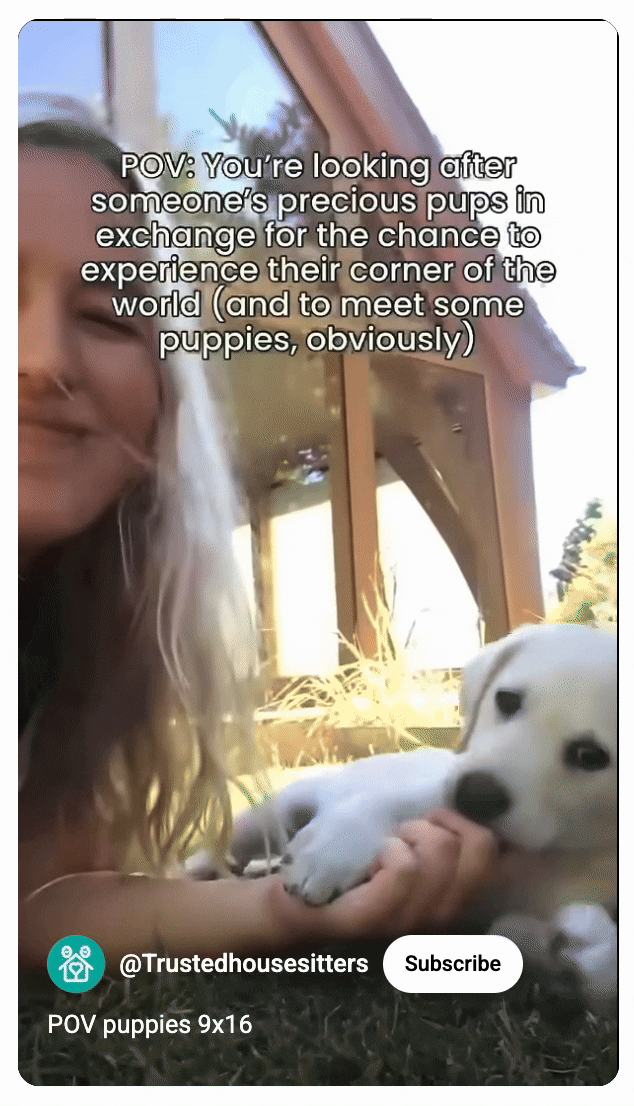 trustedHousesitters ad inside VidTao YouTube ads spy tool